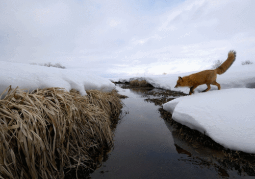 An orange fox leaps from one snow-covered bank to another as it crosses a narrow stream.